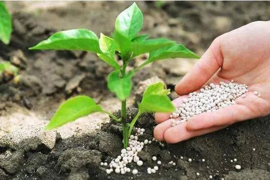 Hand applying granular sodium nitrate fertilizer to a young plant in fertile soil, promoting healthy crop growth.