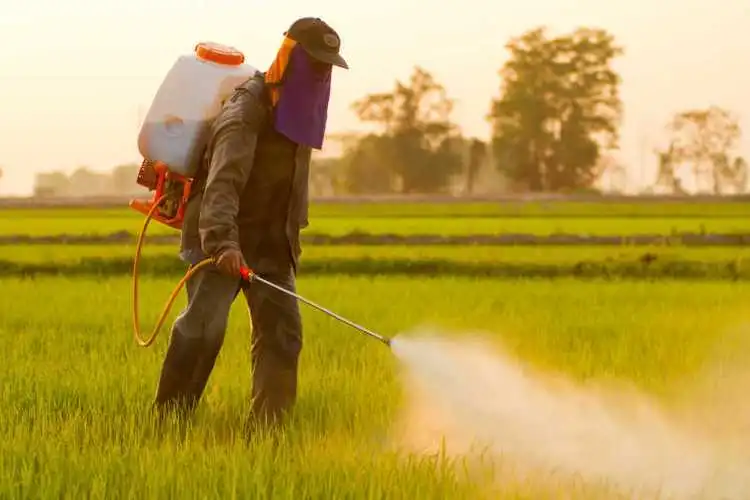 Farmer applying pesticide in a rice field using a backpack sprayer at sunset.