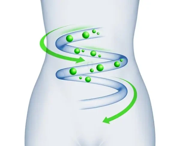 Illustration of a slim torso with green arrows and blue lines representing enhanced metabolic pathways and energy flow due to MCT oil consumption.